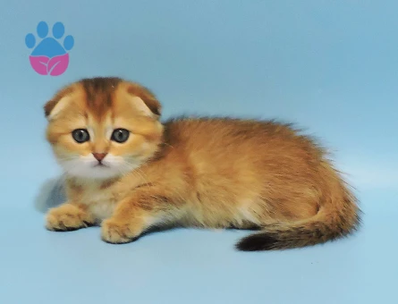 Sarı Fırtına Scottish Fold Golden Erkek