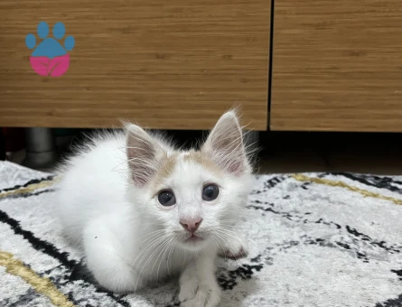 ACİL 2,5 aylık Yavru Kedi Sahiplendirme