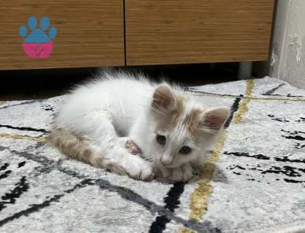 ACİL 2,5 aylık Yavru Kedi Sahiplendirme