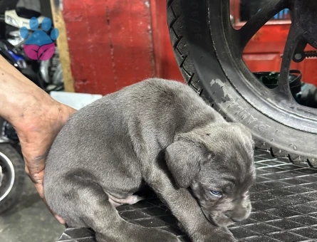 Cane Corso 2 Aylık Dişi Yuva Arıyor