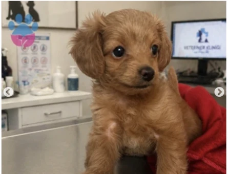 Maltipoo - 5056