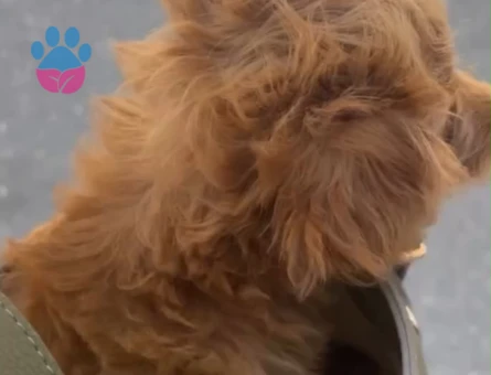 Maltipoo