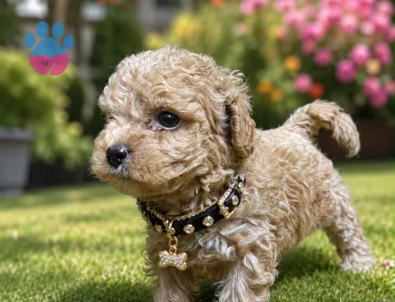 Teacup maltipoo bebekler