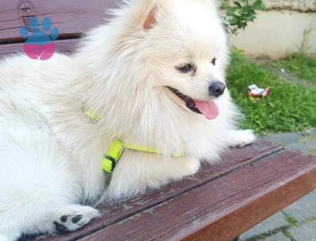 Pomeranian cinsi köpeğim için geçici yuva arıyorum