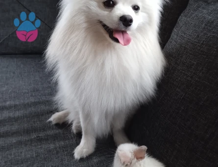 Pomeranian cinsi köpeğim için geçici yuva arıyorum