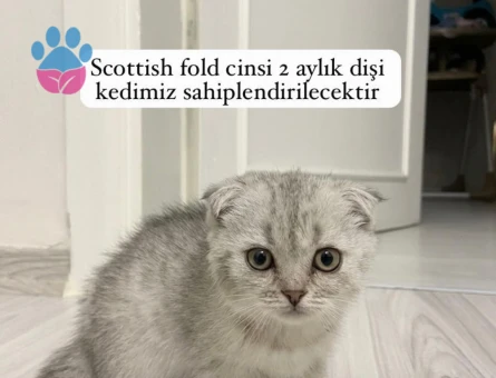 1 yaşında Scottish Fold Yuva Arıyor