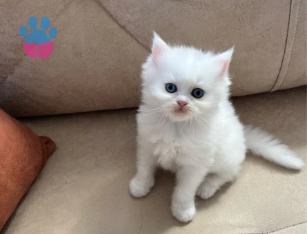 British ve Scottish yavrularımız yuva arıyor