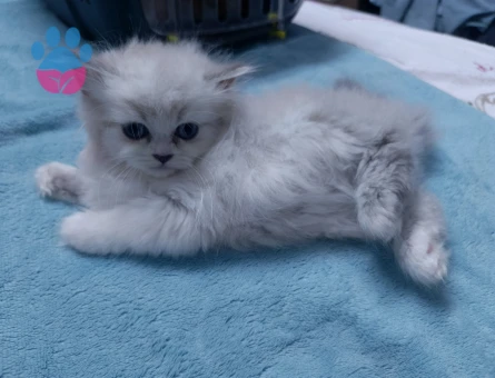 İki Aylık chincilla yavrularımız