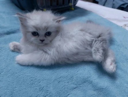 İki Aylık chincilla yavrularımız