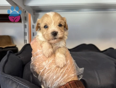 TEACUP MALTİPOO YAVRULARIMIZ