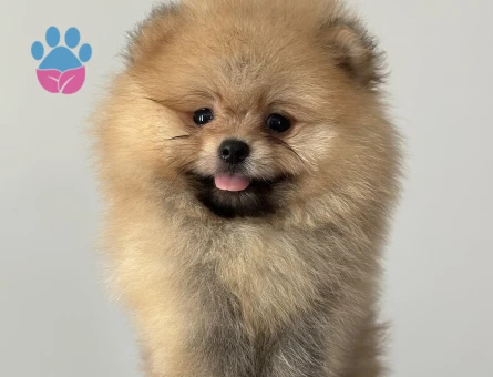 Orjinal safkan Pomeranian yavrular - 6493