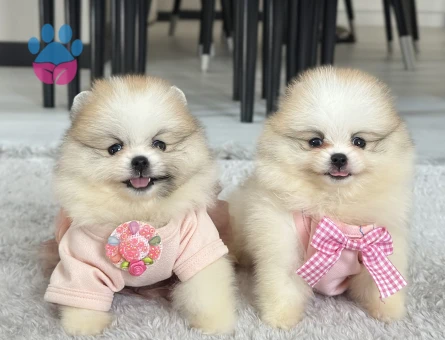 Orjinal safkan Pomeranian yavrular