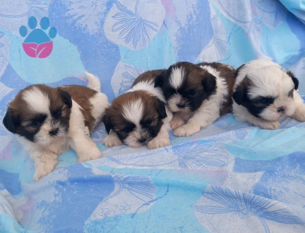 Shihtzu bebekler