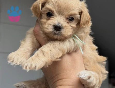 KORE MALTİPOO YAVRULARIMIZ
