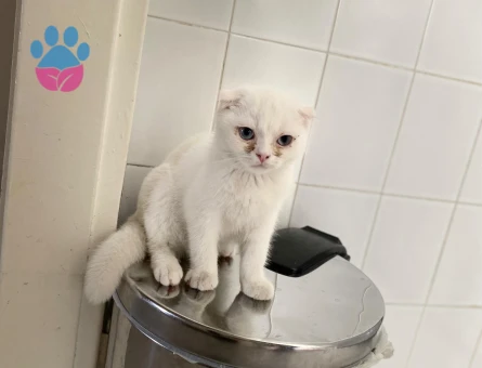 Scottish Fold 4 Aylık Yuva Arıyor