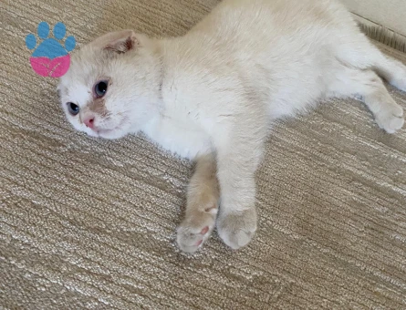 Scottish Fold 4 Aylık Yuva Arıyor