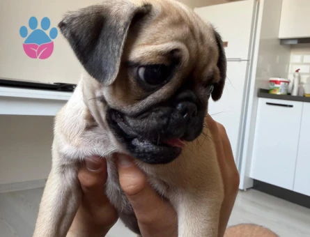 2 aylık pug