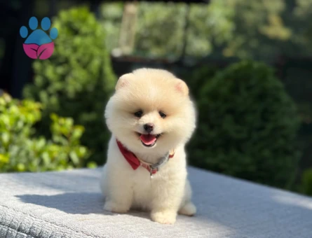 A Kalite pomeranian Boo