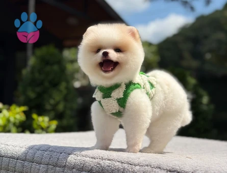 Pamuk Şekeri Pomeranian Boo