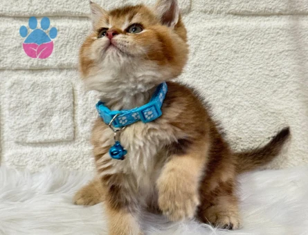 British shorthair Golden Erkek Topaç Kafa Yakışıklı