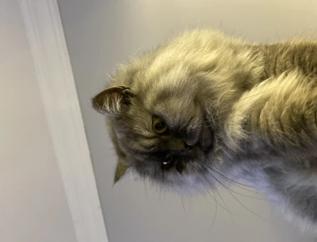 1 Yaşında British Shorthair Dişi