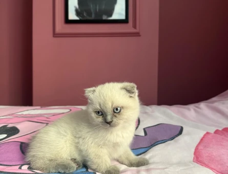 Scottish Fold Blue Point Dişi 2.5 Aylık