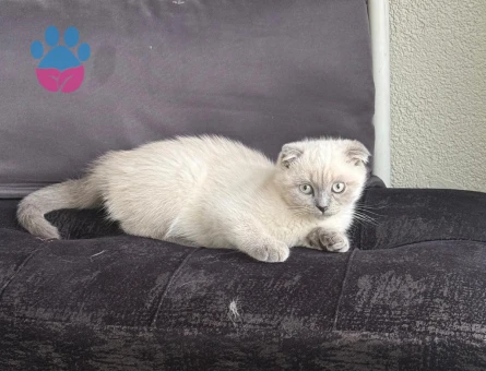 Scottish Fold Blue Point Dişi 2.5 Aylık