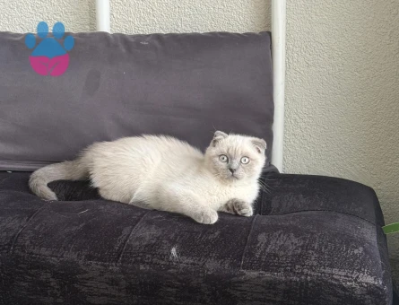 Scottish Fold Blue Point Dişi 2.5 Aylık