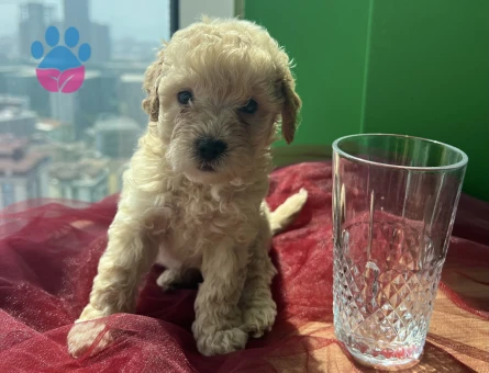 Veterinerden A Kalite Maltipoo 2 Aylık