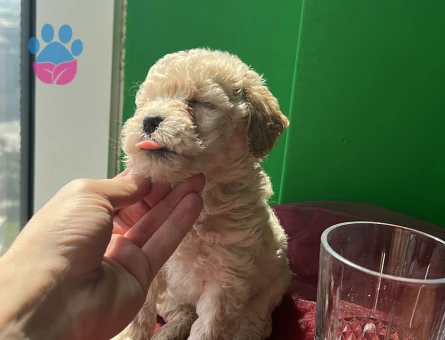 Veterinerden A Kalite Maltipoo 2 Aylık