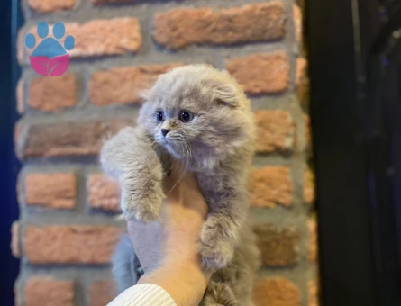 Scottish Fold Yavrular