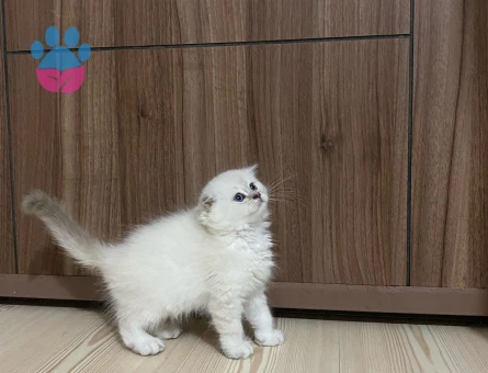 Scottish Fold Yavrular