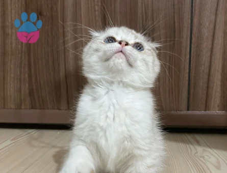 Scottish Fold Yavrular