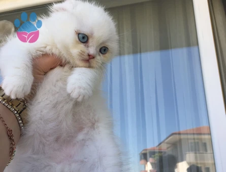 Scottish Fold Yavrular
