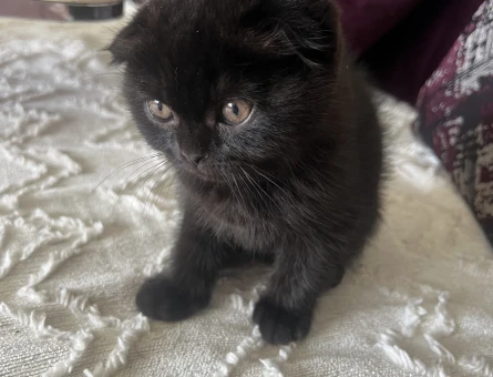 British Shorthair 3 Aylık - 4180