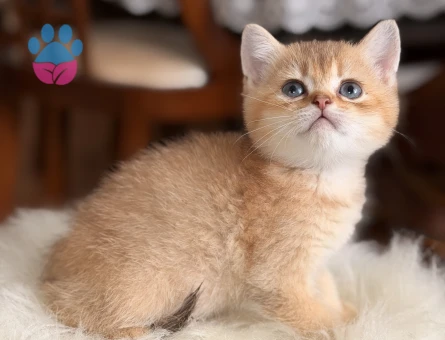 golden British shorthair