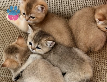 golden British shorthair