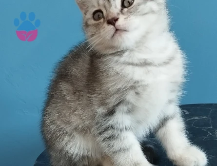 Oyuncu bebeklerimiz teslime hazır