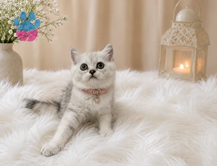 British Shorthair Silver 2 Aylık Dişi Yavrumuz