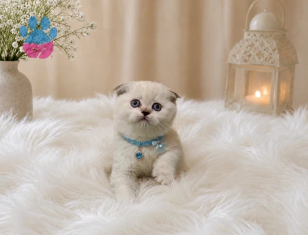 Scottish Fold Bluepoint Topaç Kafa Yavrumuz 2 Aylık - 4514
