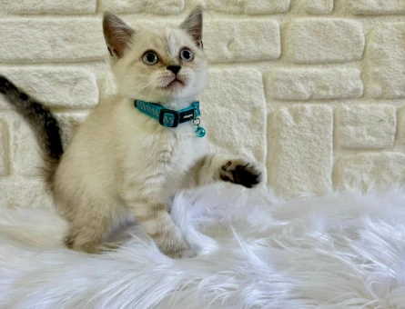 British Shorthair 2 Aylık Bluepoint