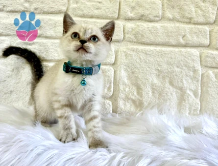 British Shorthair 2 Aylık Bluepoint