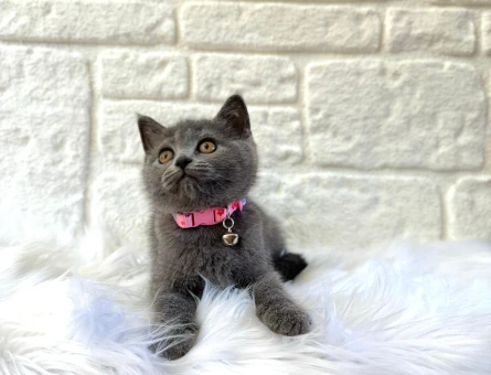 British Shorthair Dişi 2 Aylık