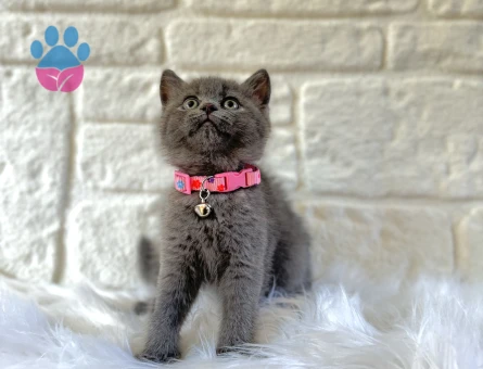 British Shorthair Dişi 2 Aylık
