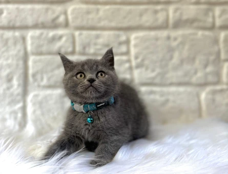 British Shorthair Erkek 2 Aylık