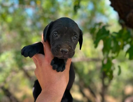 Cane Corso 2 Aylık Dişi ve Erkek Yavrular - 5062