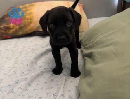 Cane Corso 2 Aylık Dişi ve Erkek Yavrular