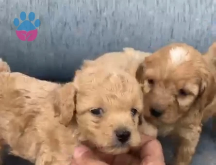 Çok büyümeyen minyatür minnaklarım