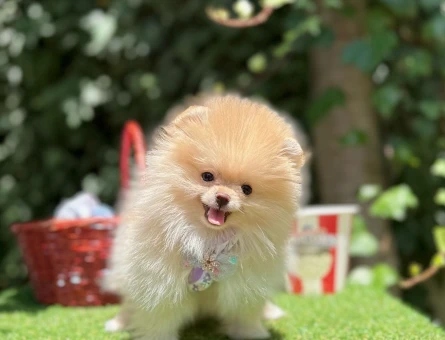 Pomeranian Boo Teddy Bear Ayi Surat Yavrularımız - 5065