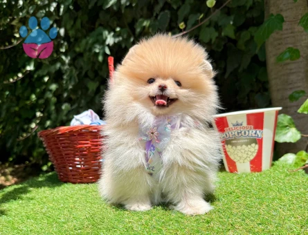 Pomeranian Boo Teddy Bear Ayi Surat Yavrularımız